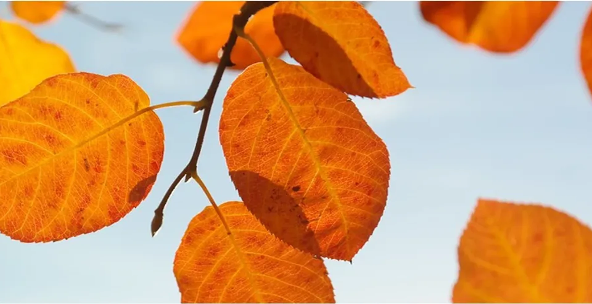 mindspringblad kopia